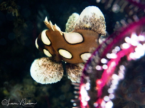Harlequin Sweetlips/Photographed with a Canon 60 mm macro... by Laurie Slawson 